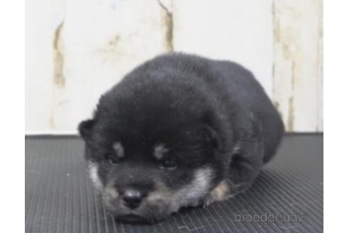 成約済の埼玉県の柴犬-209898